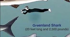 (Greenland Shark) Longest Living Animals