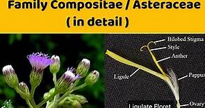Family Asteraceae | Family Compositae | Homogamous and Heterogamous Heads