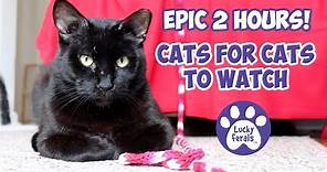 Cats For Cats To Watch HD ➙ EPIC 2 HOURS! Cat Videos * Cats Playing * Valentine's Day For Cats