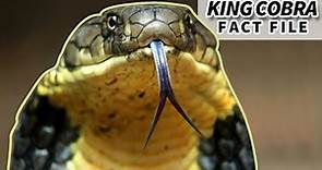 King Cobra facts: the LONGEST VENOMOUS snake | Animal Fact Files