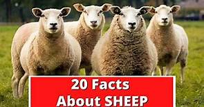 20 Facts About Sheep