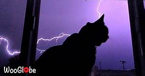 Cat Scared of Thunder and Lightning || Best Viral Videos