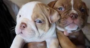 Exotic Micro Bully Puppies For Sale