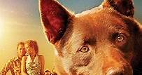 Ver Red Dog, Una Historia de Lealtad (2011) Online | Cuevana 3 Peliculas Online