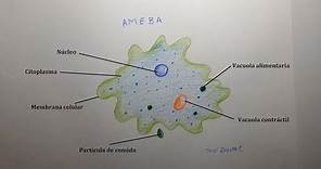 Cómo dibujar una Ameba | How to draw an Amoeba