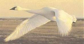 Flight of the Swan Prem Joshua