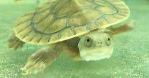 Australian Turtles For Sale | Cutest Pets | Reptile Life