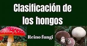 CLASIFICACIÓN DE LOS HONGOS: Reino fungi
