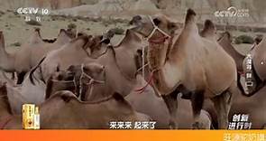 【央视315揭秘】骆驼奶粉哪个牌子最好？央视官方认证央视品牌驼奶