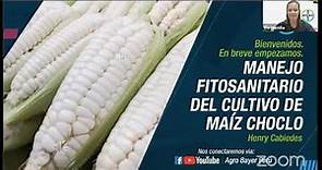 Manejo fitosanitario del cultivo de maíz choclo | Agro Bayer Perú