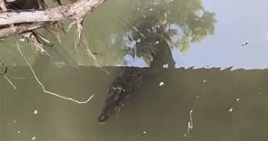 A 7-foot crocodile was swimming in an Ohio creek as elementary school kids played in the water