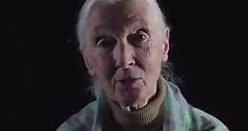 Jane Goodall: la primatóloga más famosa del mundo