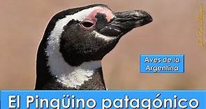 Pingüino patagónico, Magellanic Penguin, (Spheniscus magellanicus), Aves de la Argentina