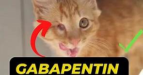 Feline Pain Management: The Benefits of Gabapentin for Cats