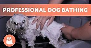 How to BATHE a DOG Properly at HOME 🐶🚿 (Professional Technique)