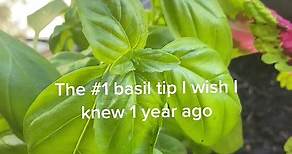 Redirect your basil plant’s energy into producing more foliage by “pinching” the top 2 sets of leaves! 🍃 Pinching basil is a simple yet effective technique that can help your plant grow bushier and more sets of leaves! 😋 🍃 All you need to do is removr the top few sets of leaves! This stimulates the plant to produce new growth from the lower sets of leaves. This encourages the basil to grow more branches, which means more leaves and more opportunities to harvest fresh, flavorful basil! 😻 #gro
