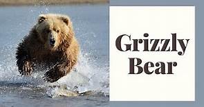 All About Grizzly Bears