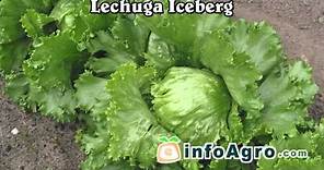 Cultivo de la lechuga. 1ª parte