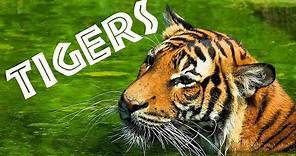 Tigers for Kids: Learn All About Tigers - FreeSchool