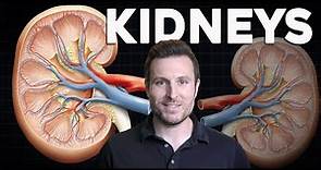 How do the Kidneys work? Renal Physiology and Filtration Explained for Beginners | Corporis