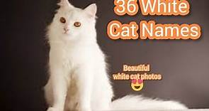 36 White Cat Names | Male And Female Names For Your Pure White Feline