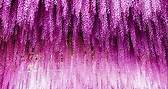 日本有世界最美麗的紫藤花