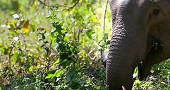 When Elephants Were Young | movie | 2016 | Official Trailer