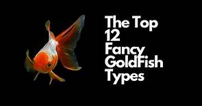 12 Of The Most Beautiful Fancy Goldfish Types 🐠
