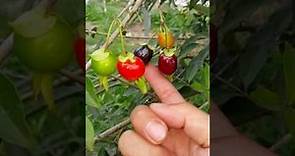 106年大果黑玫瑰櫻桃結果影片，台灣新品種水果，不用再靠進口吃櫻桃囉~台語版-田園森林