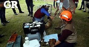 Rescatan a perros de socavón en Puebla