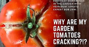 Why are my garden tomatoes splitting and cracking? Tomato expert Bob Zeni explains!