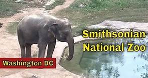 Visiting the Smithsonian National Zoo in Washington DC