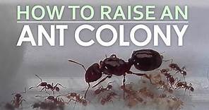 How To Raise An Ant Colony
