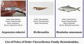 Fishes of Order Characiformes Family Hemiodontidae Hemiodus Anodus Bivibranchia