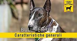 Bull terrier - Caratteristiche generali