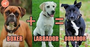 Boxador: A Complete Guide to The Boxer & Labrador Mix