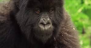 Meet This Family of Mountain Gorillas | Cousins | BBC Earth