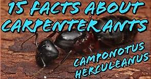 15 Facts About The Carpenter Ant (featuring Camponotus Herculeanus)