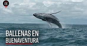 Llegan las ballenas al pacífico colombiano, una experiencia inolvidable - El Espectador