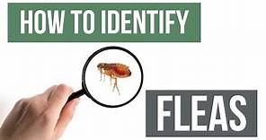 How to Identify Fleas