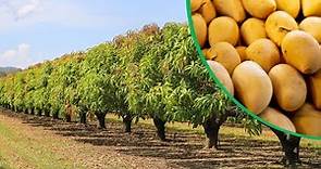 Beautiful Mango Farming In Australia || Best Mango Farm in The World