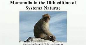 Mammalia in the 10th edition of Systema Naturae
