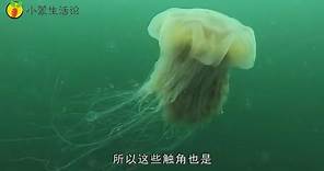 世界上触角最长的水母，北极霞水母触须长达36米，水母界的巨无霸