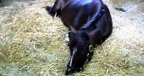 Winstar Farms- Versailles, KY Horse Farm - stallion "Tiznow" P1