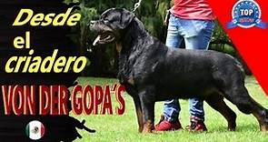 ROTTWEILER "Los mejores Rottweiler de México"