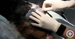 Treating a Canine's Head Abscess Part 1: Prep, Drain, Flush