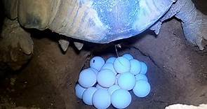 Tortoise Laying Eggs