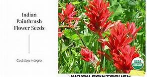 Annual Indian Paintbrush Seeds Castilleja integra Wildflower Castilleja prairie fire Perennial USA
