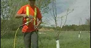 Deep Root Fertilizing trees