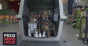Thousands of beagles rescued from research and breeding facility in Virginia